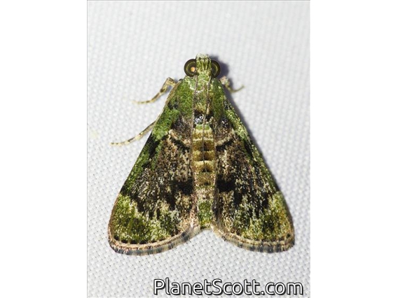 Pyralid Snout Moth (Pyralidae sp)