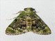 Pyralid Snout Moth (Pyralidae sp)