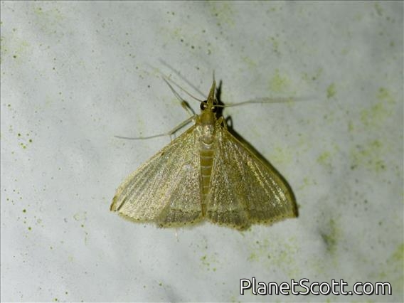Crambid Snout Moth (Clupeosoma sp)