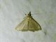 Crambid Snout Moth (Clupeosoma sp)