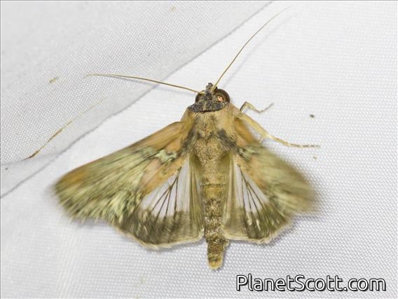 Euteliid Moth (Stictoptera sp)