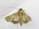 Euteliid Moth (Stictoptera sp)