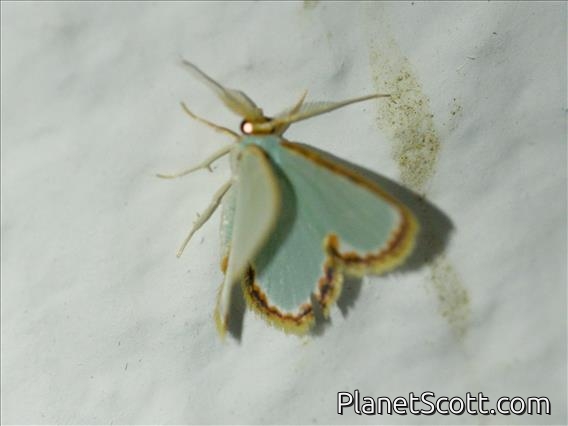 Emerald Moth (Comostola pyrrhogona)