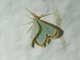 Emerald Moth (Comostola pyrrhogona)