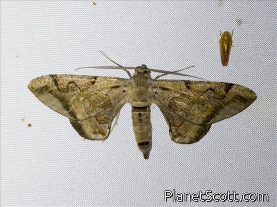 Geometer Moth (Hypochrosis binexata)