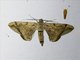 Geometer Moth (Hypochrosis binexata)