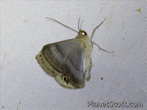 Geometer Moth (Tasta sp)