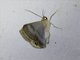 Geometer Moth (Tasta sp)