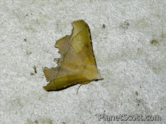 Erebid Moth (Erebidae sp)