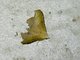Erebid Moth (Erebidae sp)