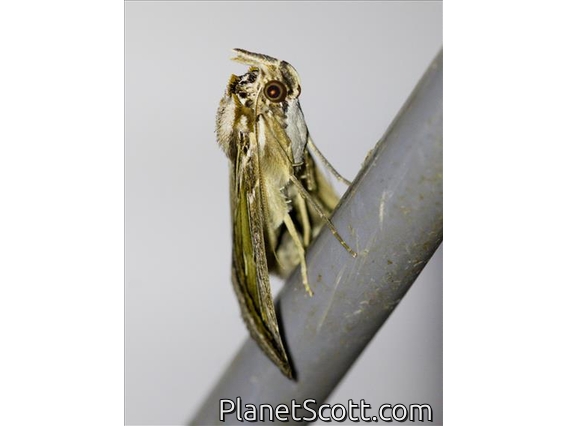 Erebid Moth (Erebidae sp)