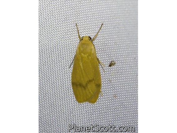 Lichen Moth (Teuloma sp)
