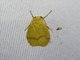 Lichen Moth (Teuloma sp)