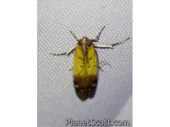 Knot-horn Moth (Guastica semilutea)