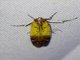 Knot-horn Moth (Guastica semilutea)