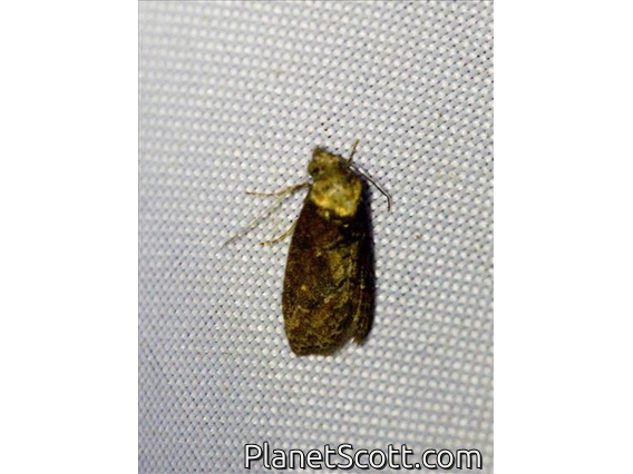 Pyralid Snout Moth (Pyralidae sp)