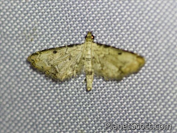 Crambid Snout Moth (Crambidae sp)