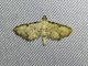 Crambid Snout Moth (Crambidae sp)