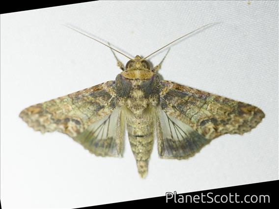Euteliid Moth (Stictoptera sp)