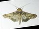 Euteliid Moth (Stictoptera sp)