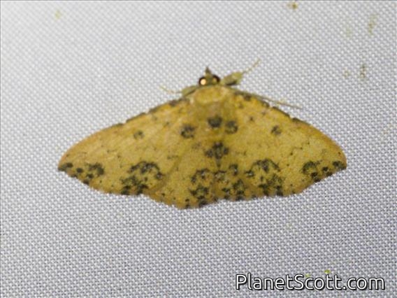 Geometer Moth (Geometridae sp)