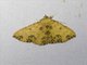 Geometer Moth (Geometridae sp)