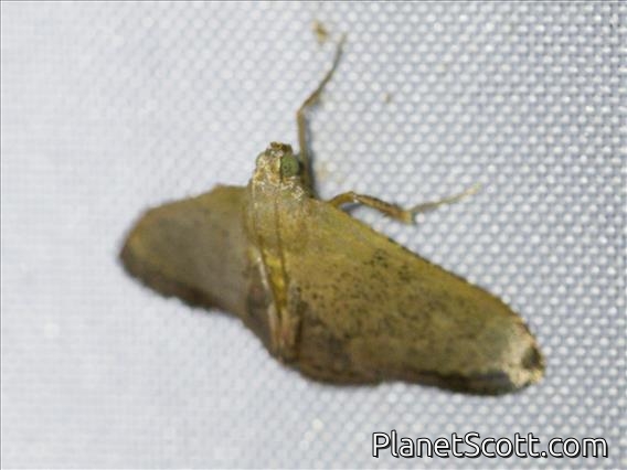 Pyralid Snout Moth (Pyralidae sp)