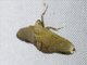 Pyralid Snout Moth (Pyralidae sp)