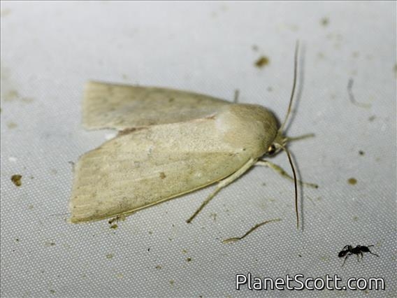 Tufted Moth (Nolidae sp)