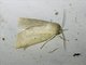 Tufted Moth (Nolidae sp)