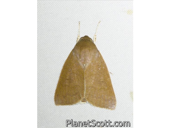 Tufted Moth (Calymera confinis)