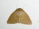 Tufted Moth (Calymera confinis)
