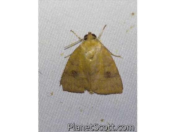Tufted Moth (Nolidae sp)