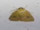 Tufted Moth (Nolidae sp)