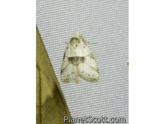 Erebid Moth (Erebidae sp)