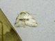 Erebid Moth (Erebidae sp)