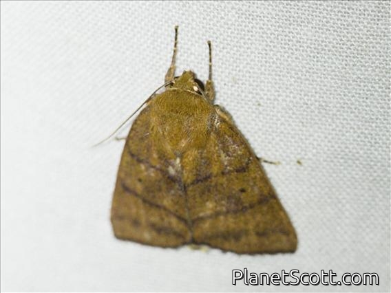 Tufted Moth (Xenochroa sp)
