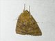 Tufted Moth (Xenochroa sp)