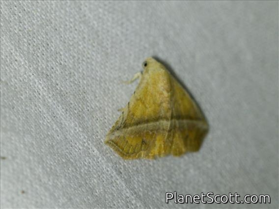 Erebid Moth (Eublemma crassiuscula)