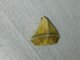 Erebid Moth (Eublemma crassiuscula)