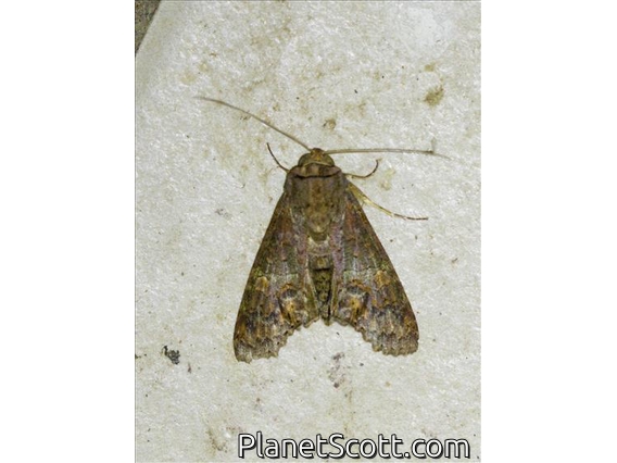Euteliid Moth (Stictoptera sp)