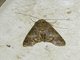 Euteliid Moth (Stictoptera sp)