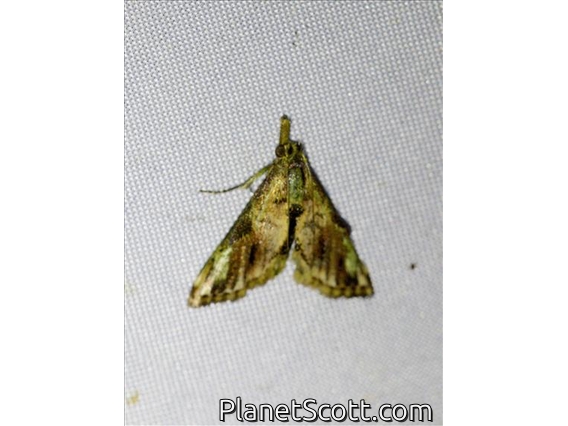 Erebid Moth (Erebidae sp)