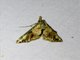 Erebid Moth (Erebidae sp)