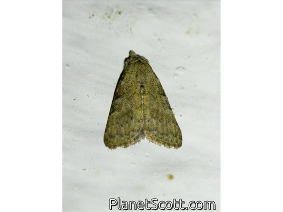 Tufted Moth (Nola ceylonica)