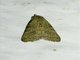 Tufted Moth (Nola ceylonica)