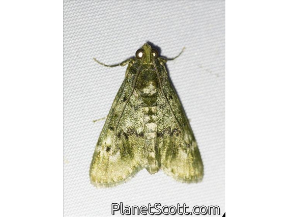 Pyralid Snout Moth (Teliphasa sp)