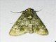 Pyralid Snout Moth (Teliphasa sp)