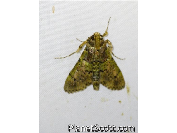 Pyralid Snout Moth (Teliphasa sp)