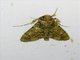 Pyralid Snout Moth (Teliphasa sp)